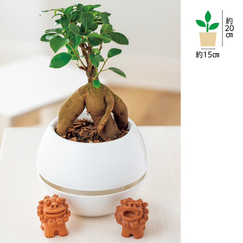 ガジュマル シーサー